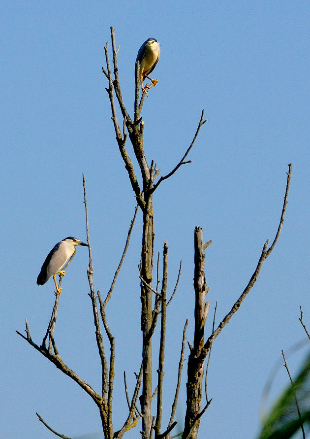 Nitticore a Fucecchio